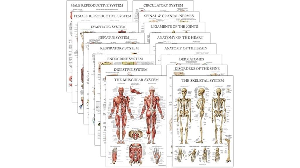 anatomical posters laminated charts