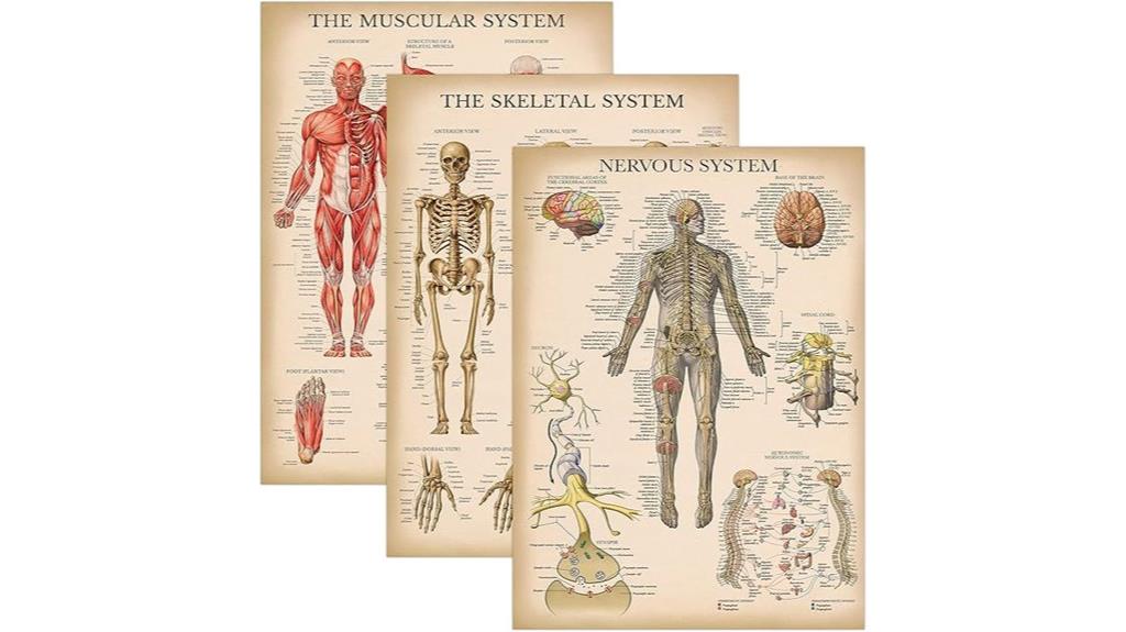 anatomy poster set
