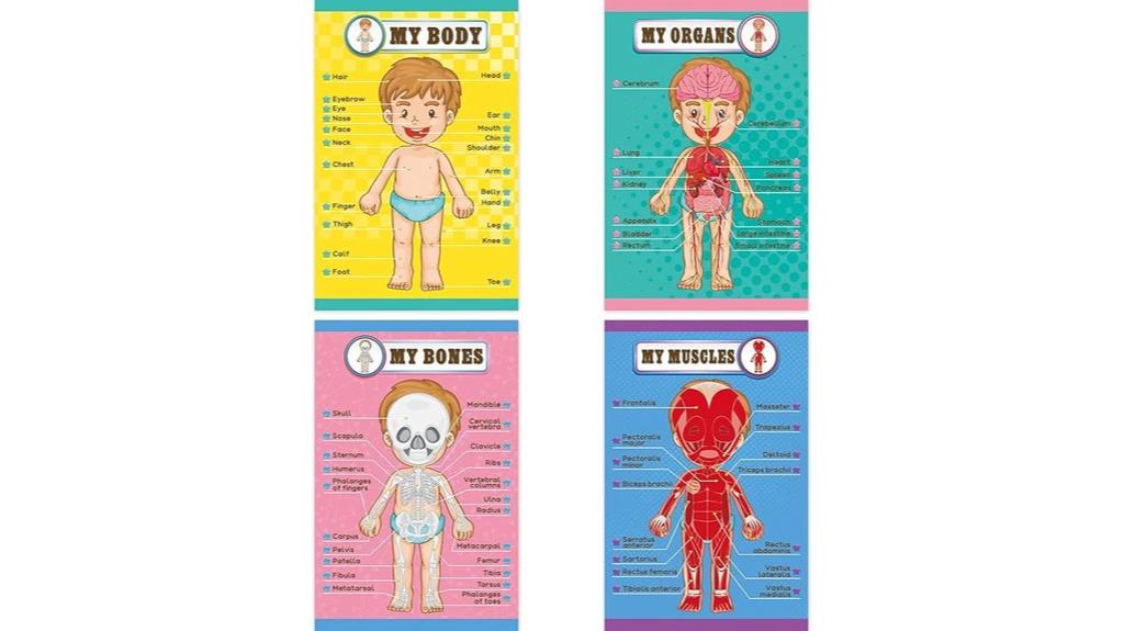 educational human body posters