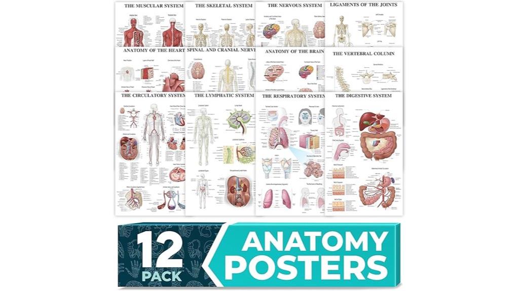 laminated human anatomy posters