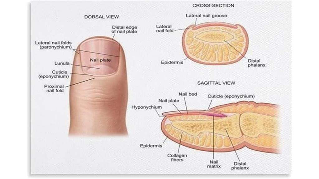 nail anatomy wall art